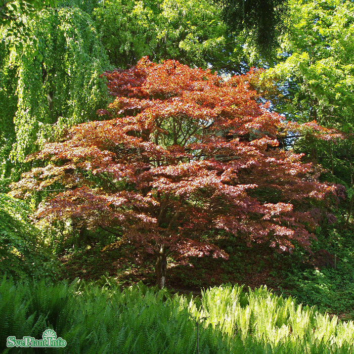 Acer palmatum 'Atropurpureum' Solitär C15 80-100cm