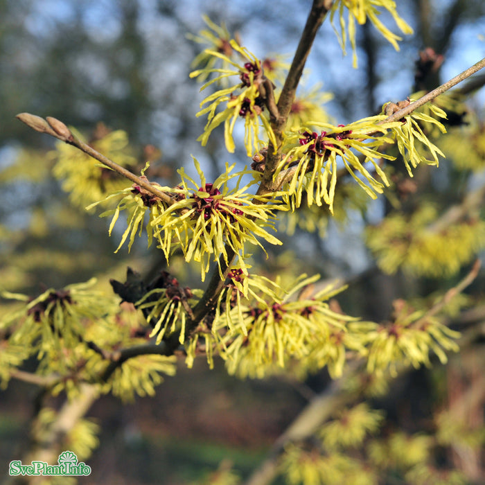 Hamamelis intermedia 'Pallida' Solitär C12 60-80cm