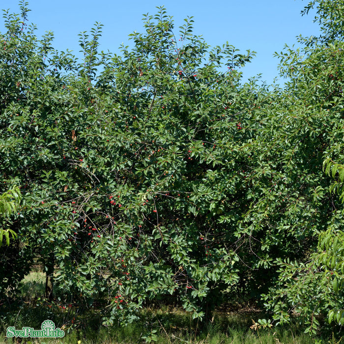 Prunus avium 'Skuggmorell' E Colt Stam 2-års A-kval Co