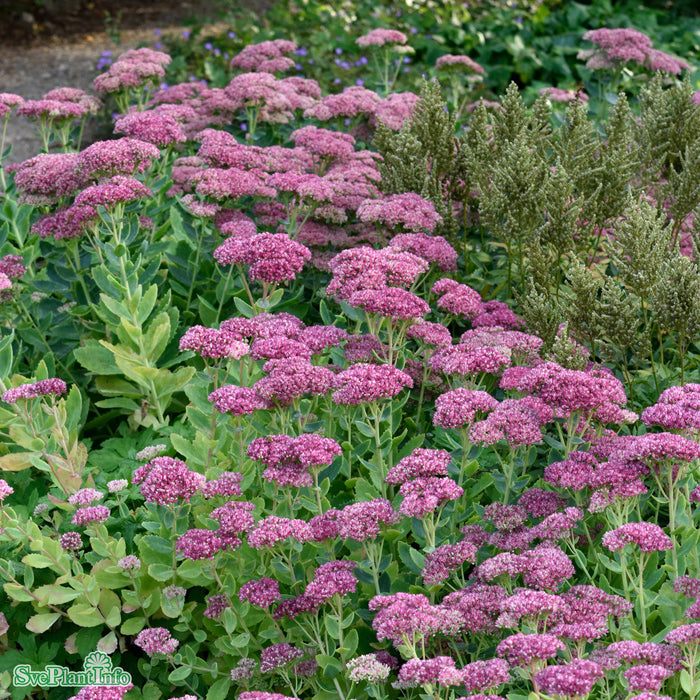 Hylotelephium 'Herbstfreude' A-kval