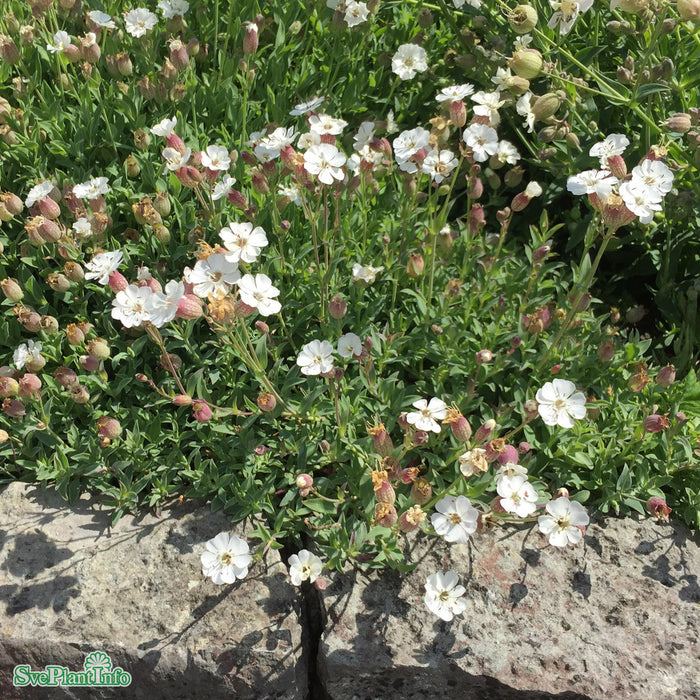 Silene maritima A-kval