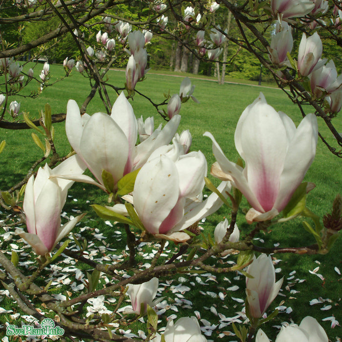 Magnolia soulangiana Solitär 150-175cm
