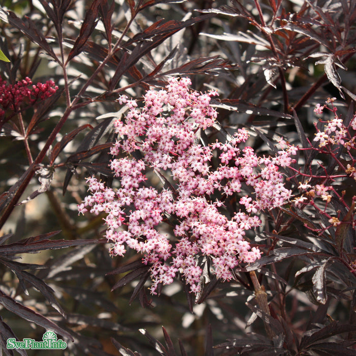 Sambucus nigra 'Black Lace' Solitär C12 80-100cm