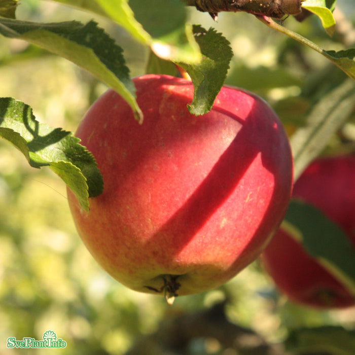 Malus domestica 'Mio' E A2 Stam 2-års A-kval Co