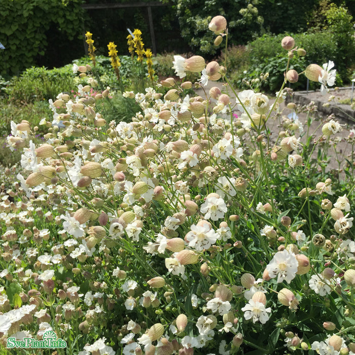 Silene maritima A-kval