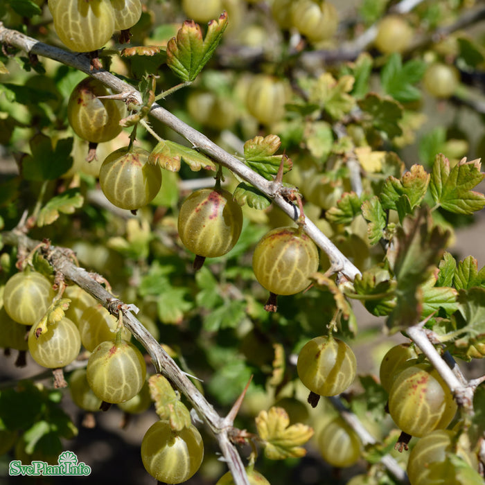 Ribes (Grossularia) 'Jacob' C3,5