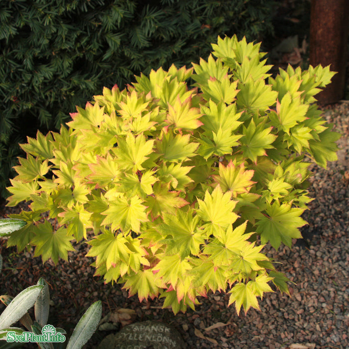 Acer shirasawanum 'Autumn Moon' Solitär C20 80-100cm