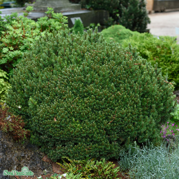 Pinus mugo 'Mops' C10 30-40cm