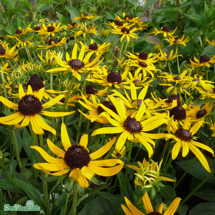 Rudbeckia fulgida 'Little Goldstar' A-kval