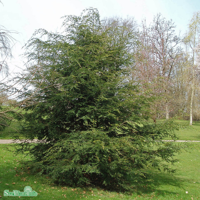 Tsuga canadensis Solitär C35 200-225cm