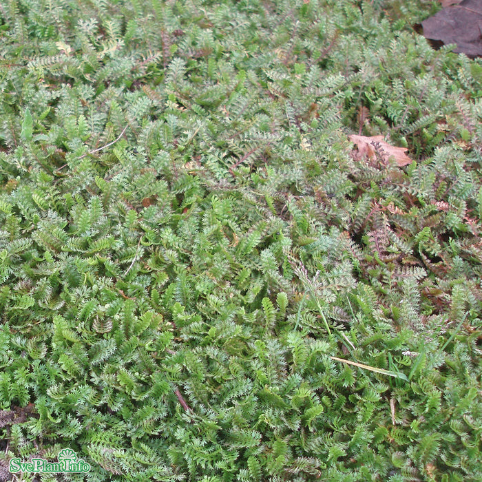 Leptinella squalida A-kval