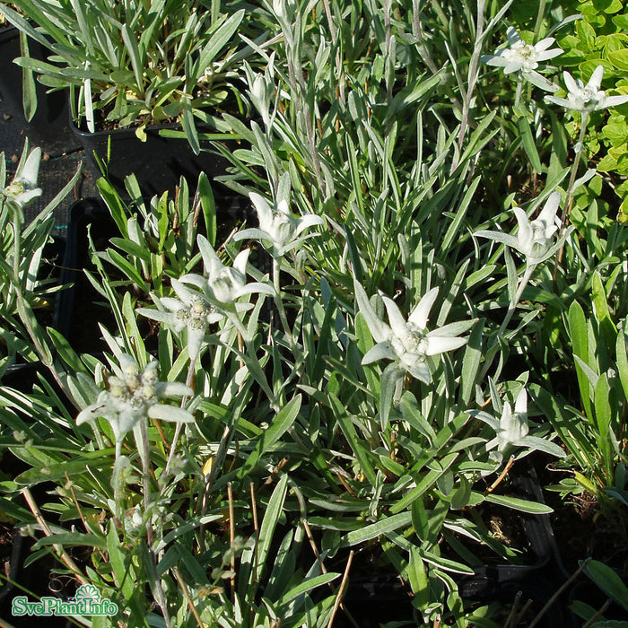 Leontopodium alpinum A-kval