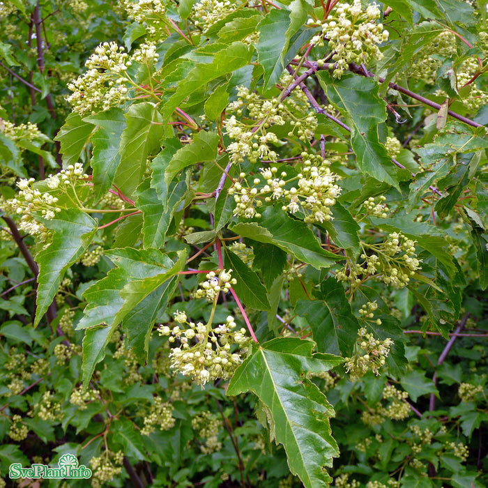 Acer tataricum ssp. ginnala Fk Uppsala E Ungträd 150-200cm Co