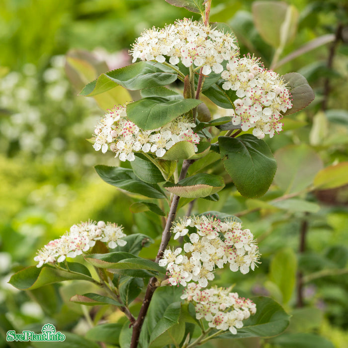 Aronia Busk () Aronia Busk