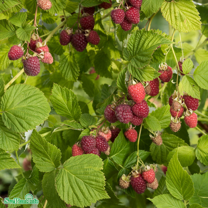 Rubus (Hallon) 'Haida' E A-kval C2