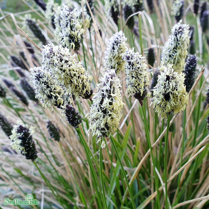 Sesleria heufleriana A-kval