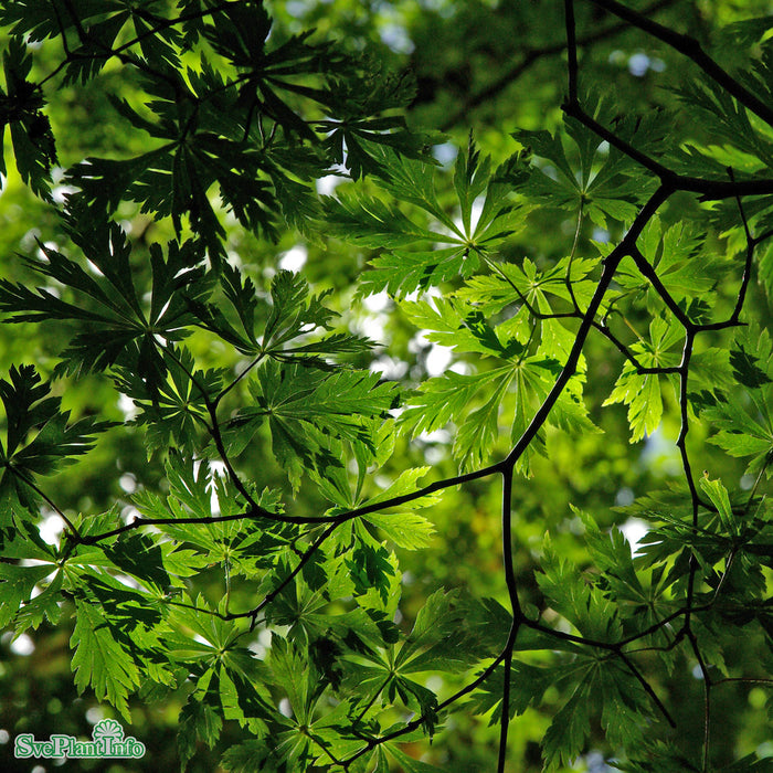 Acer japonicum 'Aconitifolium' Busk C7,5 60-80cm