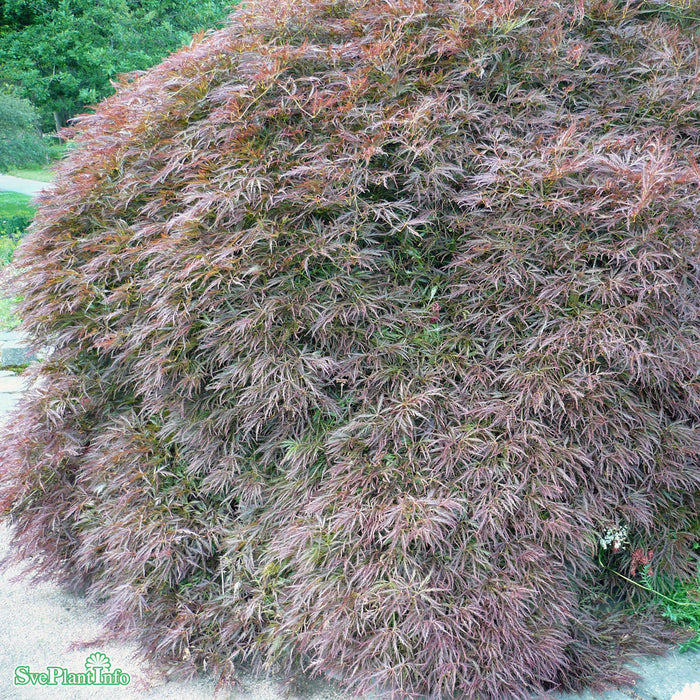 Acer palmatum 'Garnet' C15 80-100cm