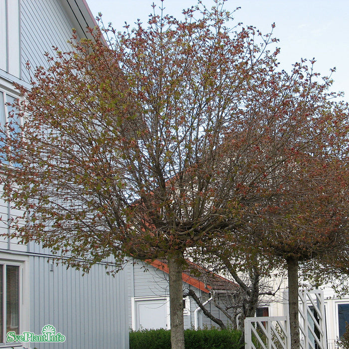 Acer platanoides 'Globosum' Stam C20 200cm
