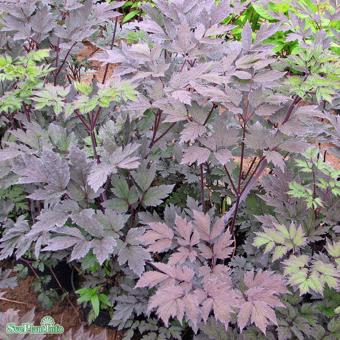 Actaea simplex 'Brunette' A-kval C2