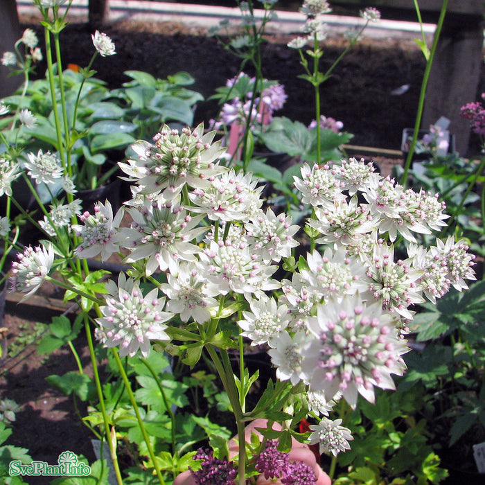 Astrantia major 'Star Of Billion' C 3