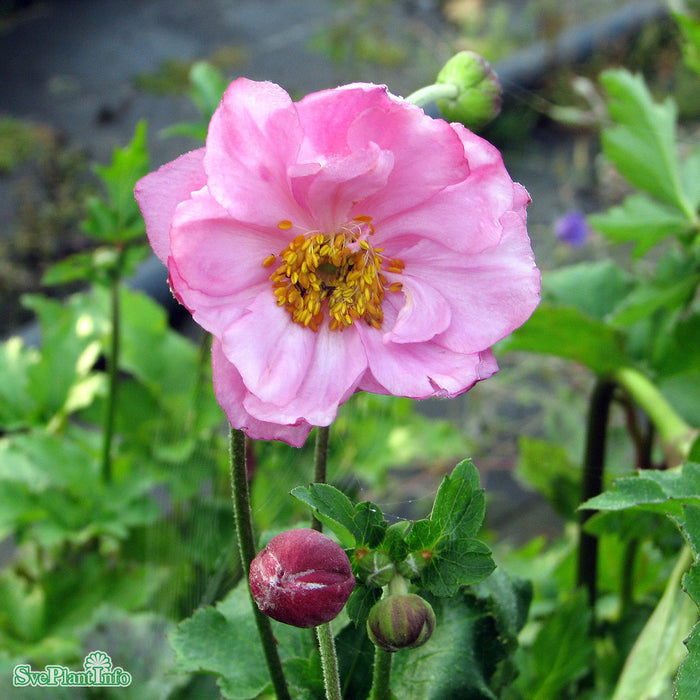Anemone hybrida 'Königin Charlotte' A-kval
