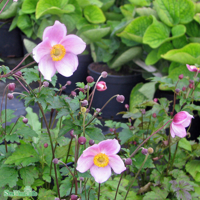 Anemone tomentosa 'Robustissima' A-kval