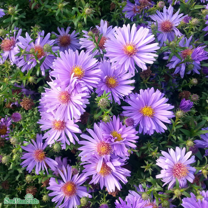 Symphyotrichum novi-belgii 'Early Blue' A-kval