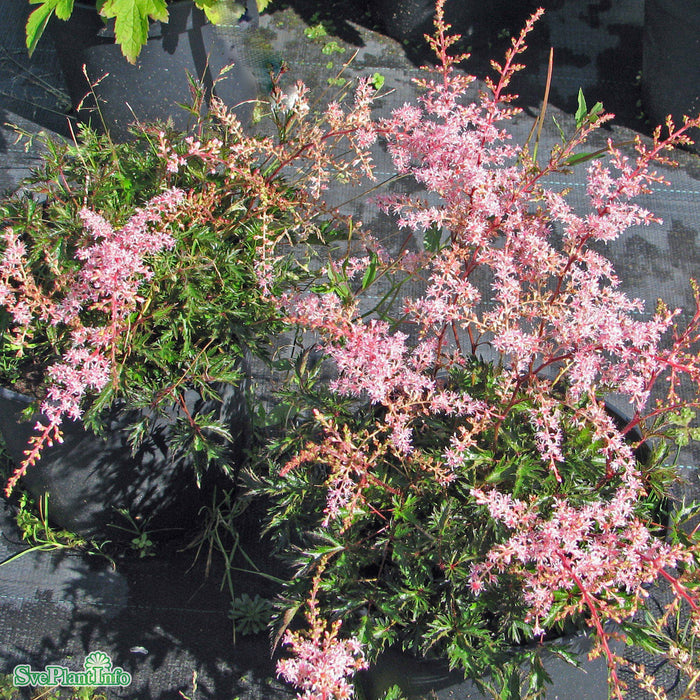 Astilbe simplicifolia 'Sprite' A-kval