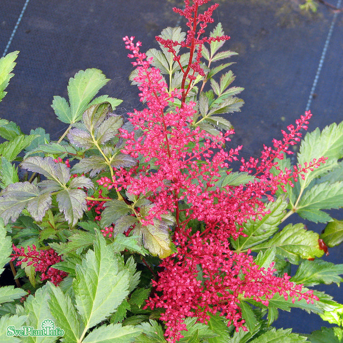 Astilbe japonica 'Red Sentinel' A-kval
