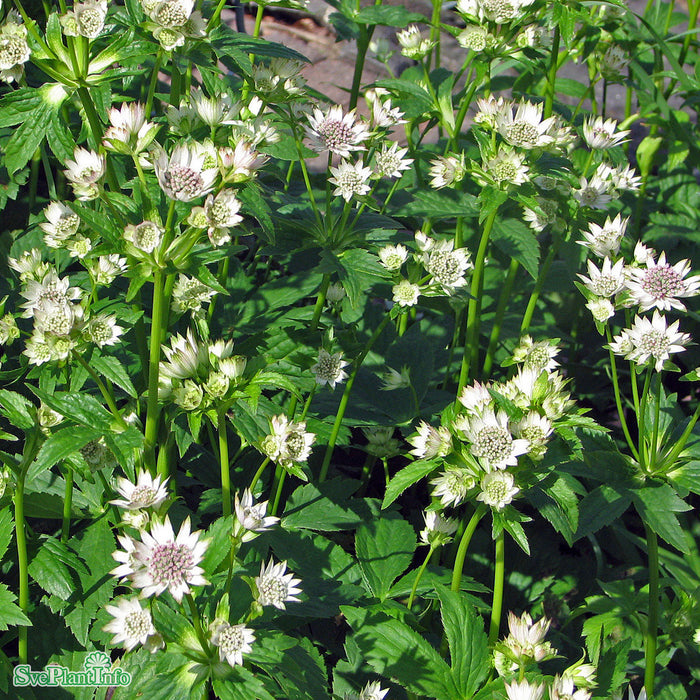Astrantia major 'Star Of Billion' C 3