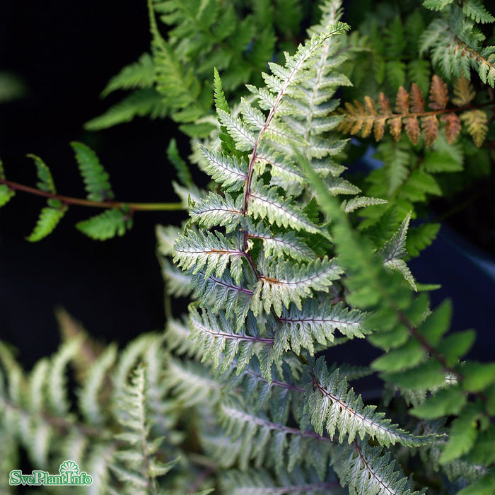 Athyrium niponicum 'Pictum' A-kval