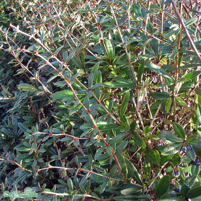 Berberis julianae Busk Kl 40cm