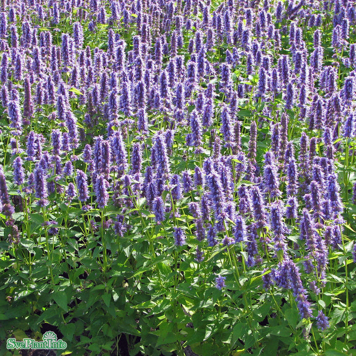 Agastache 'Blue Fortune' A-kval