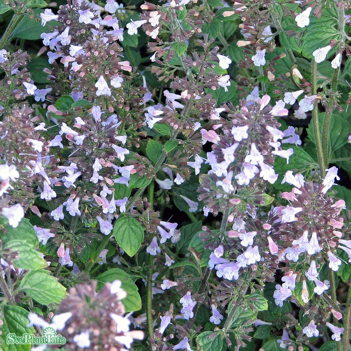 Calamintha nepeta 'Blue Cloud' A-kval