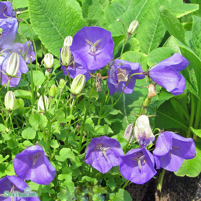 Campanula carpatica 'Blaue Clips' A-kval