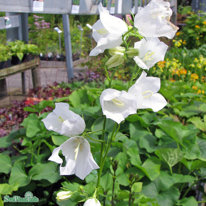 Campanula persicifolia 'Alba' A-kval