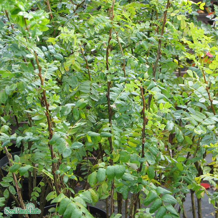 Caragana arborescens Busk C3,5