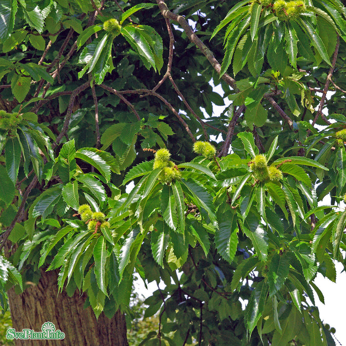 Castanea sativa Ungträd 150-200cm Co