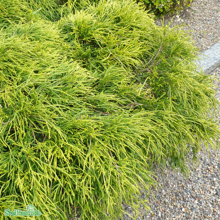 Chamaecyparis pisifera 'Filifera Nana' C4,6 25-30cm