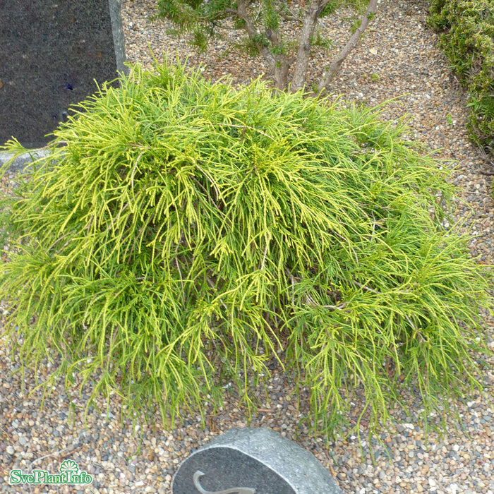 Chamaecyparis pisifera 'Filifera Nana' C4,6 25-30cm