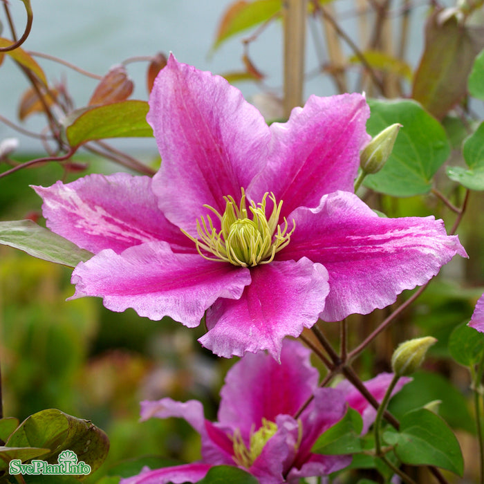 Clematis (TS) 'Doctor Ruppel' A-kval C2