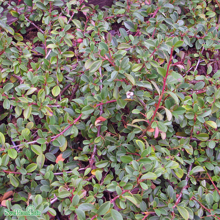 Cotoneaster radicans 'Eichholz' A-kval C0,5