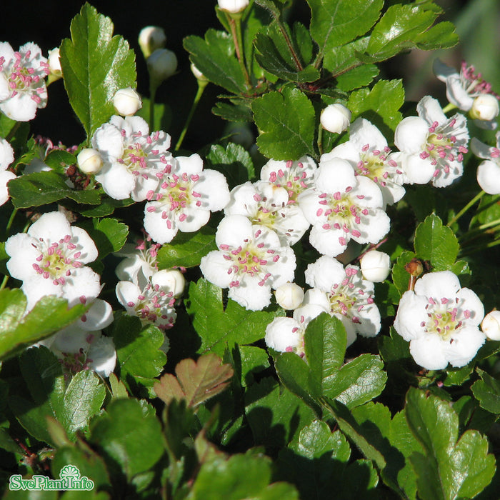 Crataegus monogyna Högstam Kl So 10-12