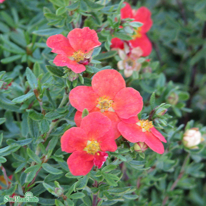 Dasiphora (Fruticosa) 'Marian Red Robin' Busk C5