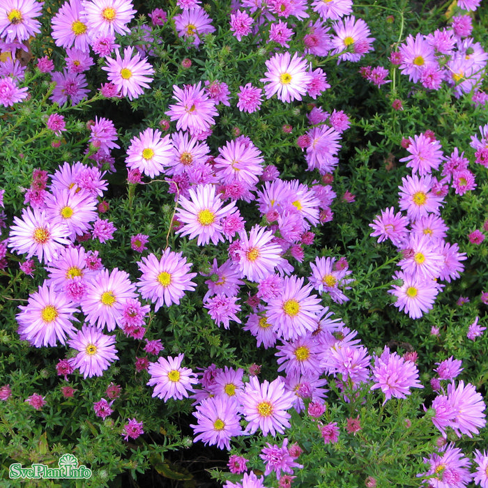 Symphyotrichum dumosum 'Herbstguss Von Bresserhof' A-kval