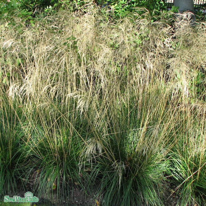 Deschampsia cespitosa 'Goldschleier' A-kval