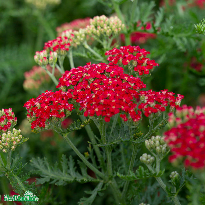 Achillea millefolium 'Paprika' A-kval