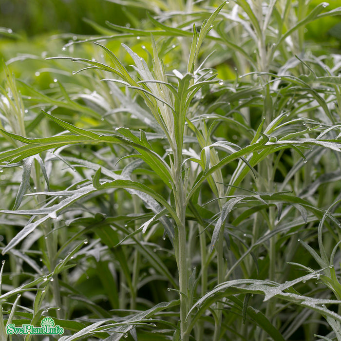 Artemisia ludoviciana 'Silver Queen' A-kval