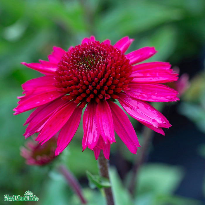 Echinacea 'Delicious Candy' A-kval